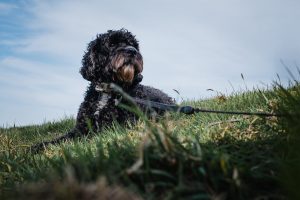 low shot black dog sitting in a summer field