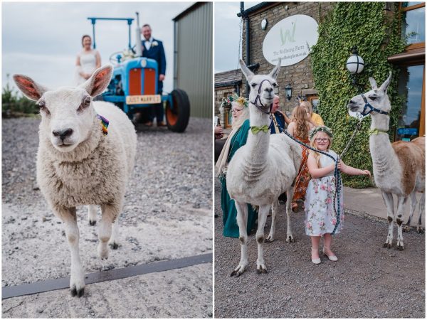 the animals with the guests at wellbeing farm